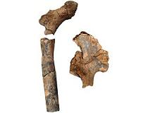 Ancient fossils reveal diversity in the body structure of human ancestors