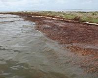 Study Finds Widespread Land Losses from Gulf Oil Spill