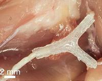 New synthetic molecule could trigger tissue regeneration