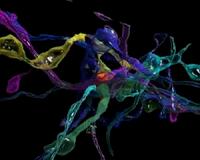 New optoelectronic probe enables communication with neural microcircuits