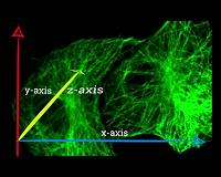 Tiny mirror improves microscope resolution for studying cells