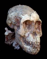 Identity Of Ancient Child Skeleton Found In Ethiopia Challenged