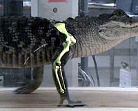 Bones In Motion: Brown Scientists To Create New 3-D X-ray System