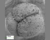 Embryo Fossils Reveal Animal Complexity 10M Years Before Cambrian Explosion
