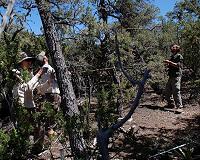 Large forest die-offs can have effects that ricochet to distant ecosystems