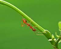 Acacia ants' vibrational sensors can differentiate between nibbles and wind