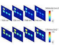 New bioimaging technique is fast and economical