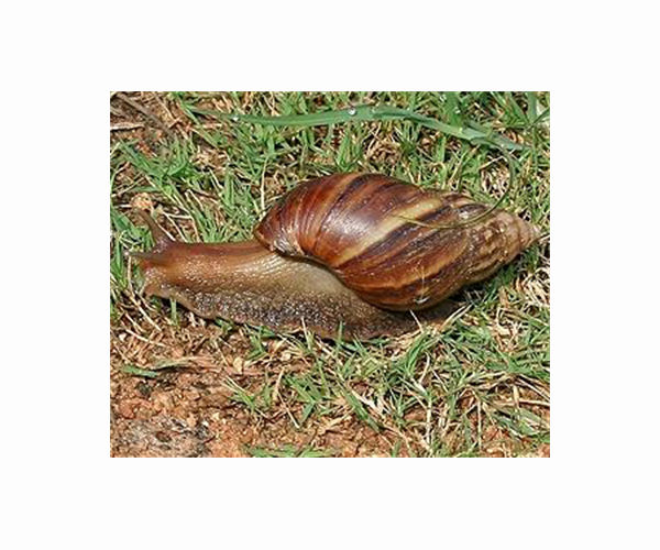 'Voracious' giant snails spark alarm in Venezuela