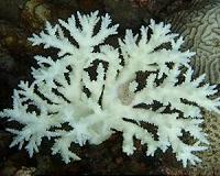 First signs of coral bleaching in Sydney Harbour: scientists