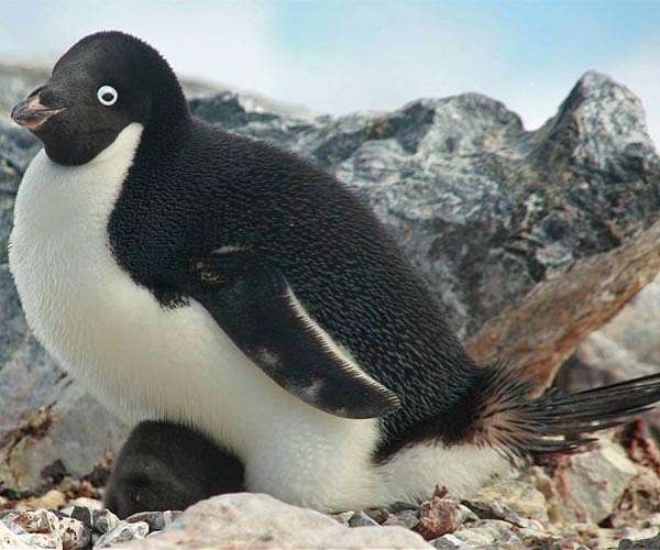 Hefty Australian penguin chick 'Pesto' becomes star