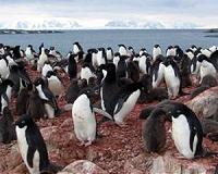 Antarctic penguin numbers double previous estimates: scientists