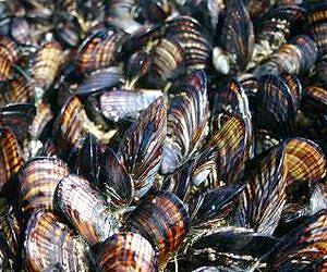 Morocco's illegal mussel pickers ply non-eco trade