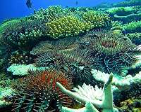 Vinegar offers hope in Barrier Reef starfish battle