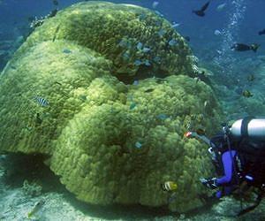 Eastern Pacific Barrier is Virtually Impassable by Coral Species