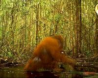 Rare albino orangutan rescued on Borneo island
