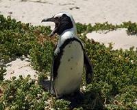 HK penguins chill during pandemic while carers work overtime