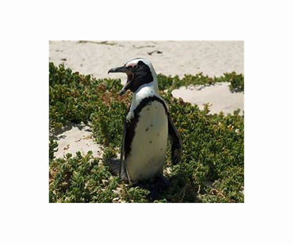 Study says African penguins starved en masse off South Africa