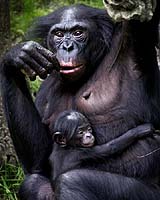 Conference On Saving World's Great Apes Opens In DR Congo