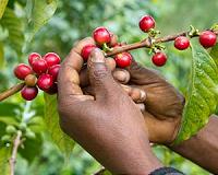 Climate imperils Ethiopia's coffee output