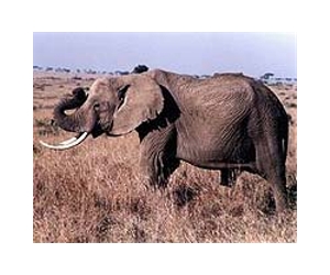 African elephants face 'alarming declines'
