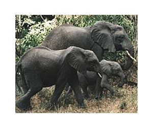 Gabon bans large-calibre arms to stem elephant poaching