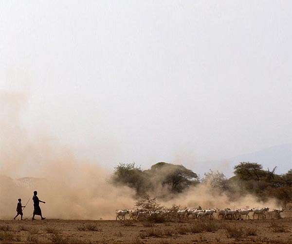 Invasive species costing Africa $65 bn a year