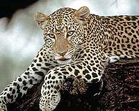 Reducing Conflict Between Humans And Carnivores
