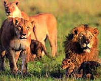 Which Carnivores Kill Other Carnivores