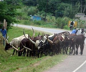 Rapid Losses Of Africa's Native Livestock Threaten Continent's Food Supply