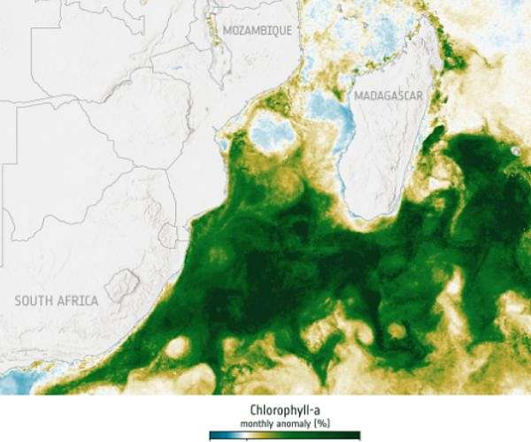 Dust sparks rare massive phytoplankton bloom off Madagascar