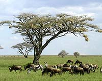 Walker's World: CHIMEA, the new growth hub