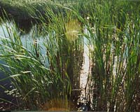 African Wetland Managers Armed With New Technology