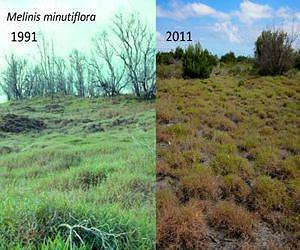 Impacts of plant invasions become less robust over time