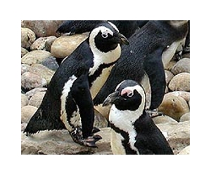 South Africa's photo-op penguins show signs of decline