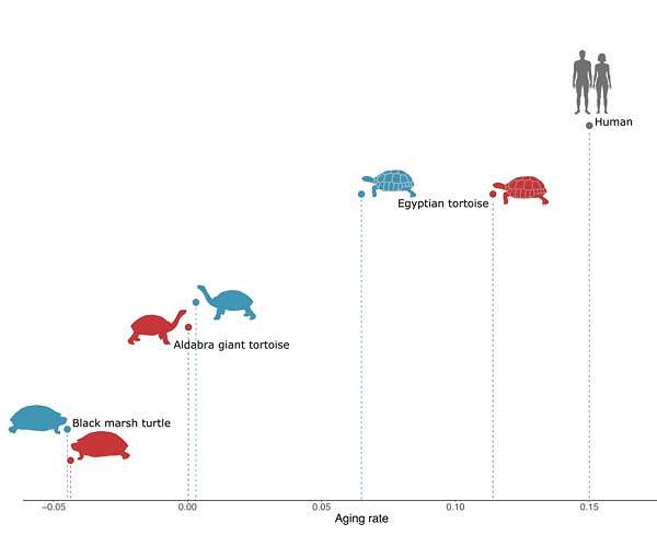 Humans can't, but turtles can: Reduce weakening and deterioration with age