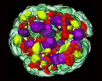 Scientists make breakthrough in study of mitochondria