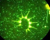 Microorganisms duke it out within algal blooms