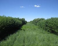 New study shows producers where and how to grow cellulosic biofuel crops