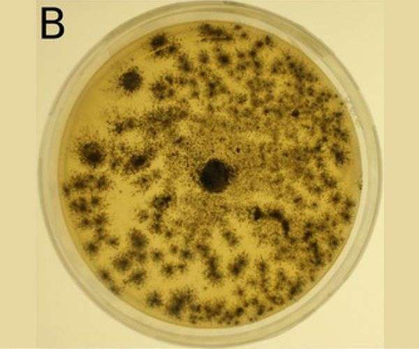 Scientists discover plastic-degrading microbes in Alps and Arctic