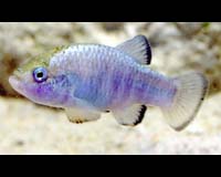 Extreme Environment Changes Fish Appearance