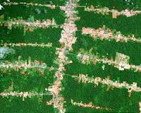 A plant present in Brazil is capable of colonizing deforested areas
