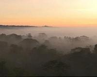 Drought stalls tree growth and shuts down Amazon carbon sink