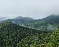 'Natural enemies' theory doesn't fully explain rainforests' biodiversity