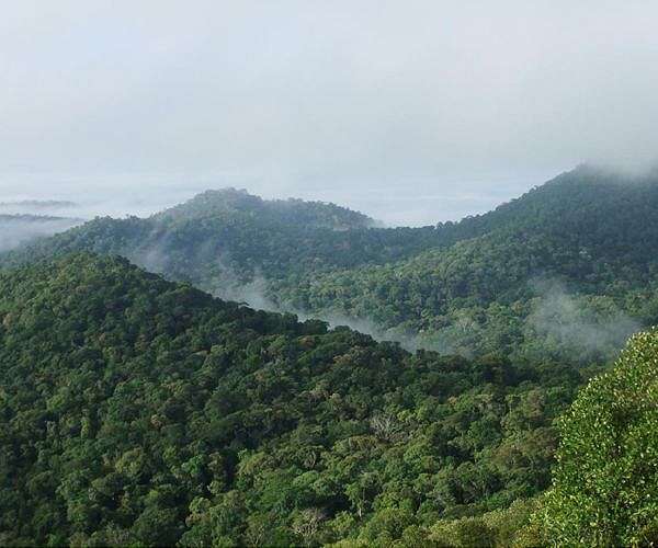 Studying rainforests from the skies - radar technology measures biomass