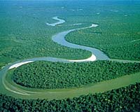 Ants, Not Evil Spirits, Create Devil's Gardens In The Amazon Rainforest