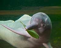 River dolphins are declining steeply in the Amazon basin