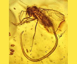 Roundworms From the Primordial Ooze