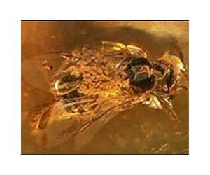 Amber preserves earliest pollination clue