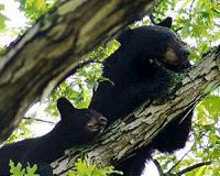 Louisiana black bear is removed from US 'endangered' list