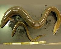 Cornell researchers build American eels an 'eelevator'